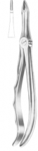  Fig. 41 upper roots 